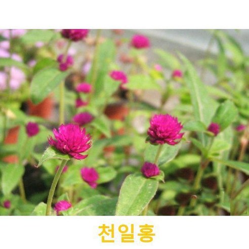 초화식물/야생화 천일홍 화분모종 5개(L0036), 5개