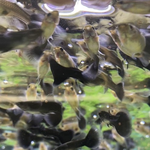 미친 반응의 구피사료로 성장과 건강을 책임지세요!