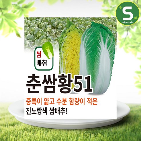 솔림텃밭몰 쌈배추씨앗 1000개 춘쌈황51 진노랑색 쌈배추 배추씨, 1개 유홍초