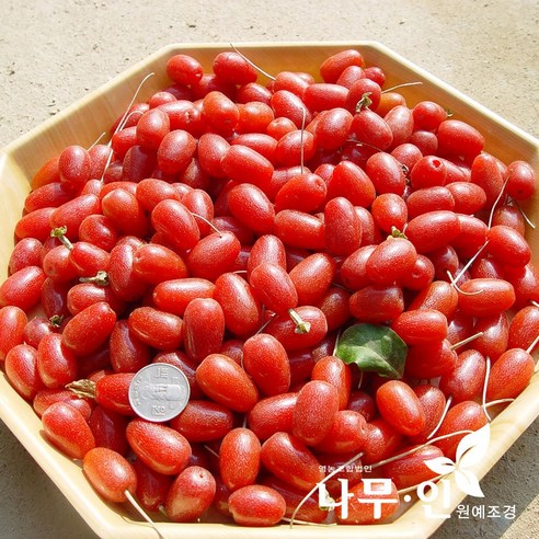 자연을 가까이에서 느끼는 특별한 식물