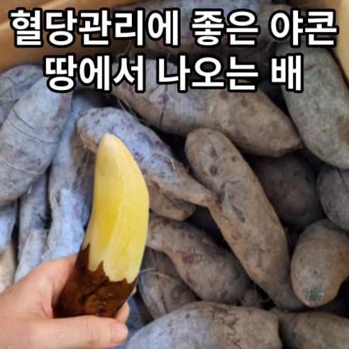 국산) 산지직송 혈당관리에 좋은 달달 아삭한 생 야콘 3kg 5kg 10kg / 23년산 생야콘 야콘10kg 야콘5kg 햇야콘5kg 생야콘10kg 햇야콘 야콘3kg 생야콘3kg, 1개