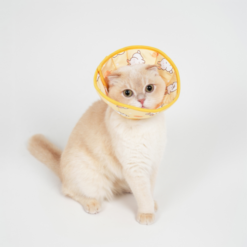 반려동물을 안전하게 보호하는 필수 아이템