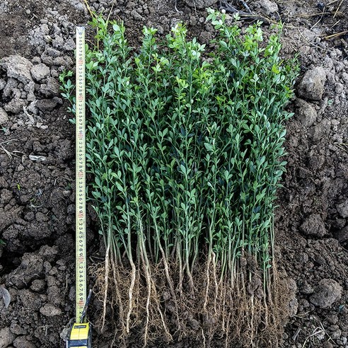 탱자나무 묘목으로 당신의 정원에 생기를 불어넣으세요