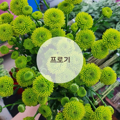 소국 한단 생화 꽃배달싼곳 흰색 핑크 노랑 소국꽃다발 꽃메일 생화택배, 연두 (프로기), 1개
