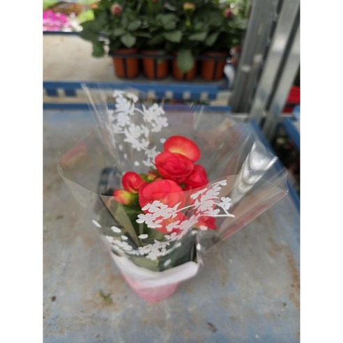 시들지 않는 아름다움, 장미 베고니아로 집안 분위기를 확 바꿔보세요