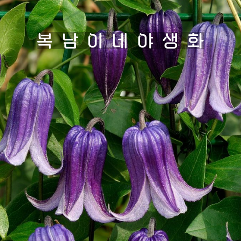 clematis 로구치 [1포트 복남이네야생화 모종 루구치 으아리 클레마티스], 1개