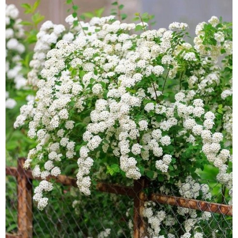 봄 정원을 수놓는 눈부신 순백의 향연, 장미 조팝을 만나다 조팝나무