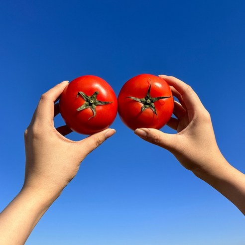 강원도 햇살 가득 담은 완숙 찰토마토, 밥상에 신선함을 더하세요!
