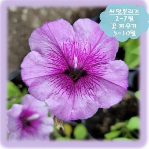 삭막한 일상에 생기를 불어넣다: 사피니아 로즈퍼플 씨앗 심기 도전기 사피니아