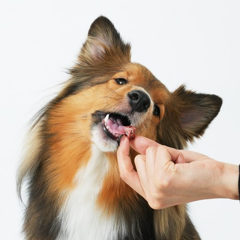 씽크라이크펫 강아지 큐브 생식은 건강한 애완견을 위한 최고의 선택
