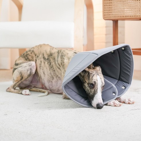 반려동물의 안전과 편의성을 최우선으로 고려한 혁신적인 넥카라