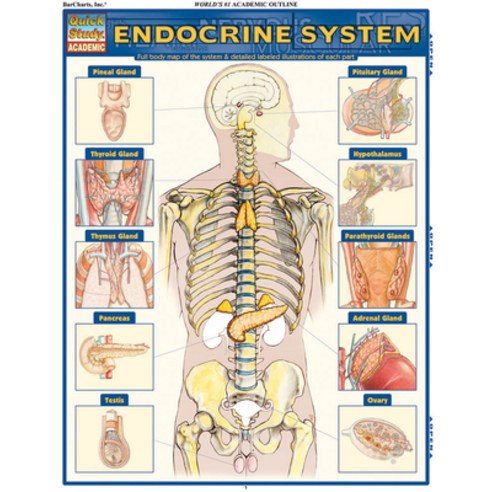 Endocrine System: Quickstudy Laminated Anatomy Reference Guide Hardcover, Quickstudy Reference Guides