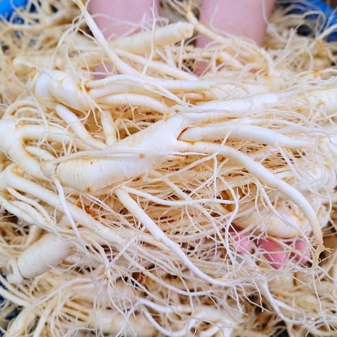 수삼 금산인삼 파지삼 인삼주 삼계탕 6년근 중 난발삼 13~15뿌리, [세      척 + 용기포장], 1KG, 1개, 1kg
