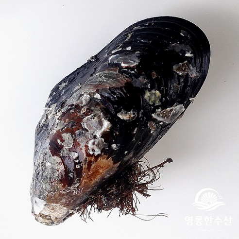 바다의 보석, 영롱한수산 대왕 홍합으로 식탁을 풍요롭게 자연산섭