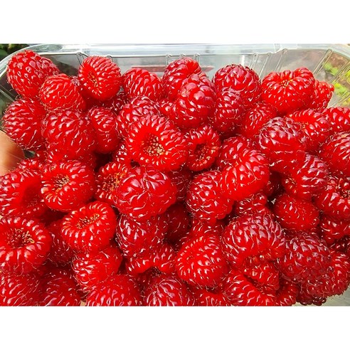 {농업회사법인시온} 2025년 햇 산딸기 최고의 당도 신선도 보장 250g 500g, 250g, 1개 - 산딸기 | 쿠팡