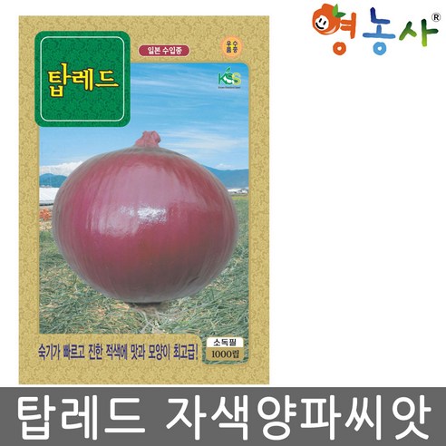 탑레드 자색 양파 씨앗 1000립 적양파 종자, 탑레드 자색양파, 탑레드 자색양파