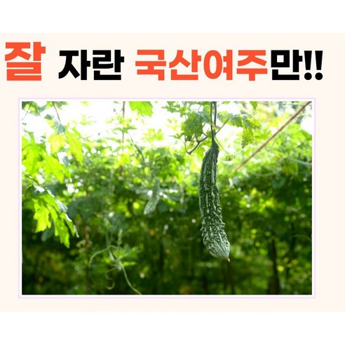 국산여주분말 200g 여주분말 여주가루 국산여주분말 국산여주가루 모미호호 여주분말가루 여주 국산여주, 1개 여주 가루 효능