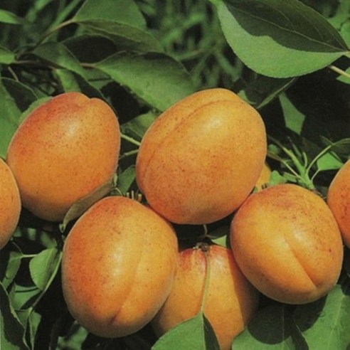 달콤한 행복을 선사하는 혼자서도 열매맺는 살구나무 묘목