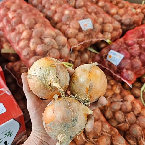 국내산 창녕 햇양파 아삭아삭 가정용 업소용 청조농산, 1개, 양파 10kg