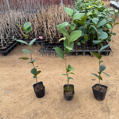 붉은 동백, 겨울 정원을 따스하게 물들이다