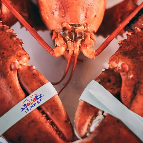 깊은 바다의 풍미를 식탁으로, 캐나다산 냉동 활랍스타의 특별한 만남 랍스터