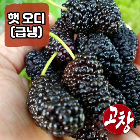 오디(급냉) 햇 오디 뽕나무열매 세척 필요없는 편리한 생과 선별배송 에어세척 산지직송, 1개, 벌크(5kg)