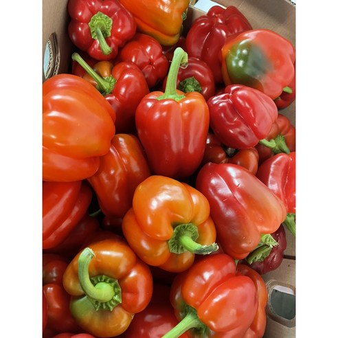 못난이 파프리카모음 색상혼합 빨강,노랑(1kg,2kg,3kg) 가락시장 직배송 푸르름팜, 2kg, 1개