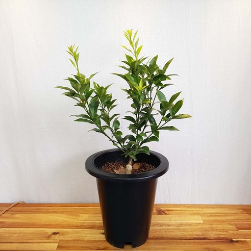 금귤나무로 싱그러운 일상을 가꾸세요.