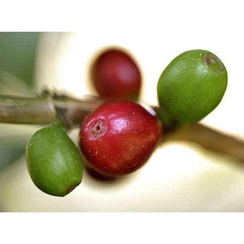 최상의 커피 경험을 위한 에티오피아 게이샤 G1 등급 생두 구지