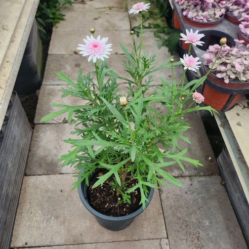 삭막한 일상에 활력을! 아즈키짱 목마가렛으로 나만의 정원을 완성하세요 목마가렛외목대