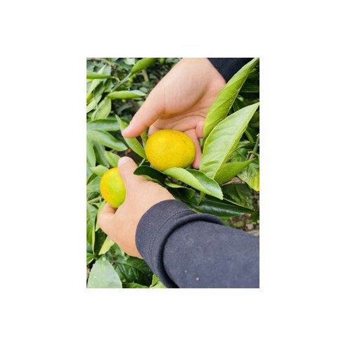 노지감귤 4.5kg 꼬마 0~1 (못난이감귤)