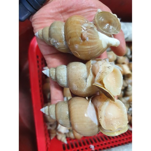 [다정한수산물] 쫄깃쫄깃 동해안 100% 자연산 백골뱅이, 1박스, 특대 1kg (10~12미)