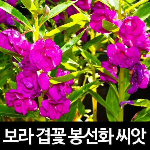 보라 겹꽃 봉선화 씨앗 장미 봉숭아 종자 꽃씨 100알, 100개