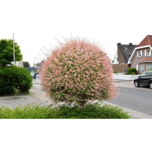 핑크빛 플라밍고셀릭스로 일상에 특별한 변화를 더하세요!