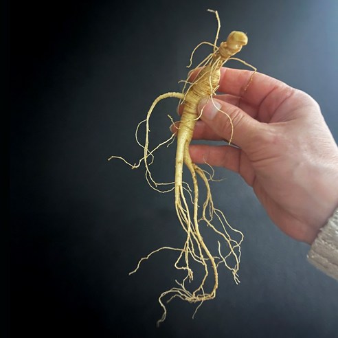 강원도 명품 덕고산 산양산삼 산양삼 장뇌삼 선물세트 12년근 3뿌리, 3개, 10mg