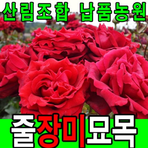덩굴장미묘목 빨강꽃 3그루 꽃나무, 3개
