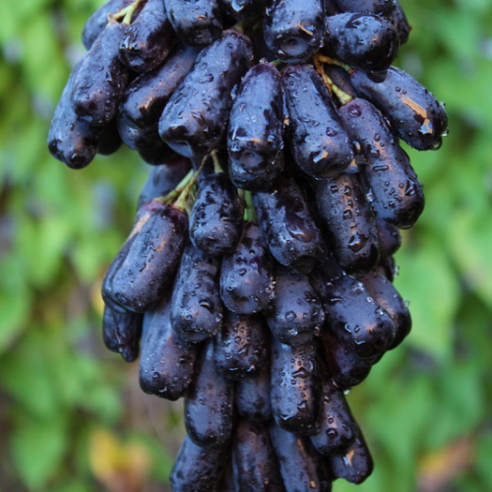 [특품검증] 최고급호텔용 블랙사파이어 포도 20brix