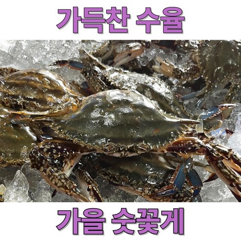 신속발송 산지직송 국내산 제철 꽃게, 1개, 당일조업 숫꽃게 1kg