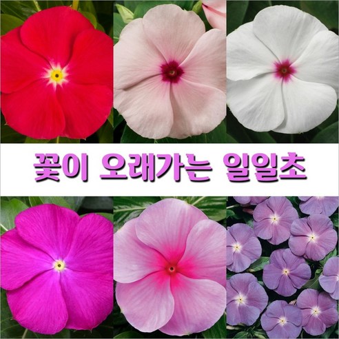 일일초 종자 7종모음, 3. 일일초 썬스톰 로즈아이 10립, 1개