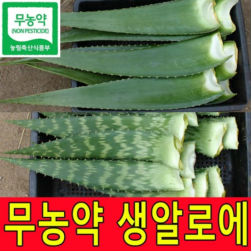 친환경 무농약인증 알로에베라 5kg 2kg 생잎 사포나리아 4kg 2kg 생알로에 농장직송, 1박스, 아보레센스3kg