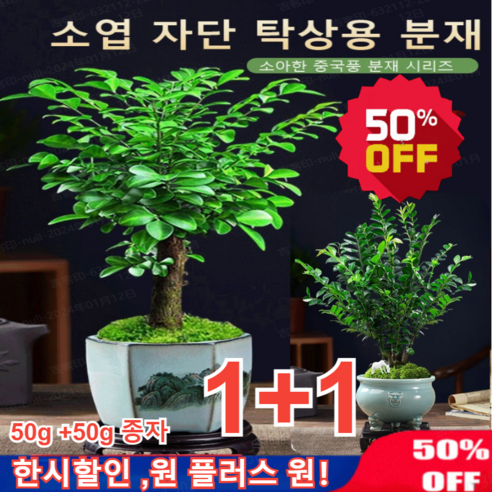 1+1/2+2 젠스타일 소엽 자단 분재 50g 소엽자단 분재 나무 자단나무 미니 분재 화분, 1개--소엽자단 분재