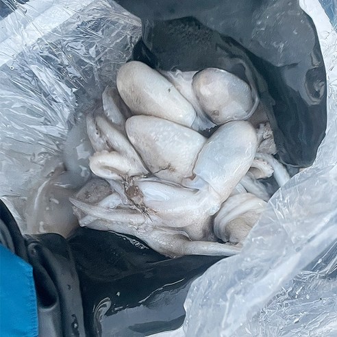 신선함과 풍미를 고스란히 담은 신선 제철 쭈꾸미의 참맛