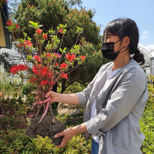 봄을 수놓는 화려한 색채의 향연, 영산홍 개화주 5주 세트 연산홍묘목