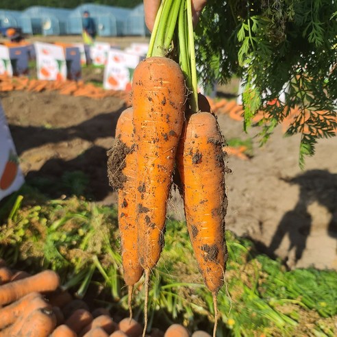 신선한 햇살과 흙 향 가득한 국내산 무농약 친환경 당근
