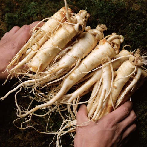 바라던삼 파지인삼 가정용파삼 세척인삼 세척파삼 500g 금산인삼, 세척파삼 (잔미) 300g, 1개