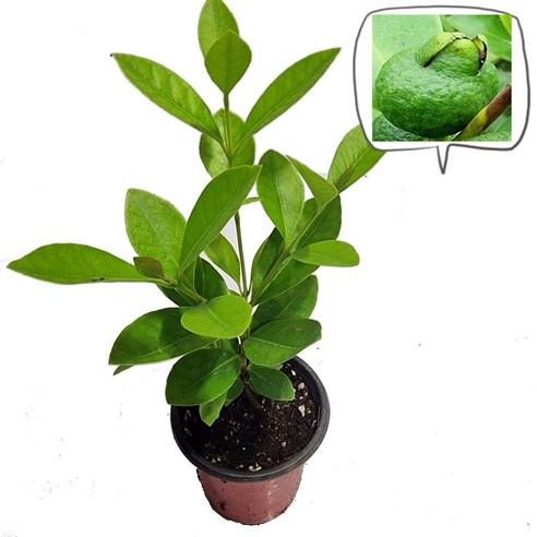 싱그러운 자연을 집 안으로, 트리앤 구아바 나무와 함께하는 특별한 일상 구아바나무