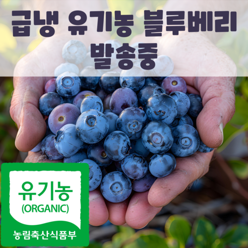 국내산 친환경 블루베리, 1박스, 1kg(특)