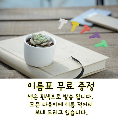 미니다육이 10개 중복없이, 정원과 실내에 활력을 더하세요.