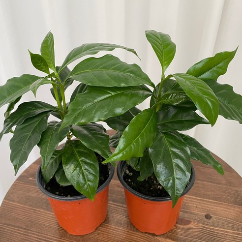커피나무 1+1 온정원 공기정화식물