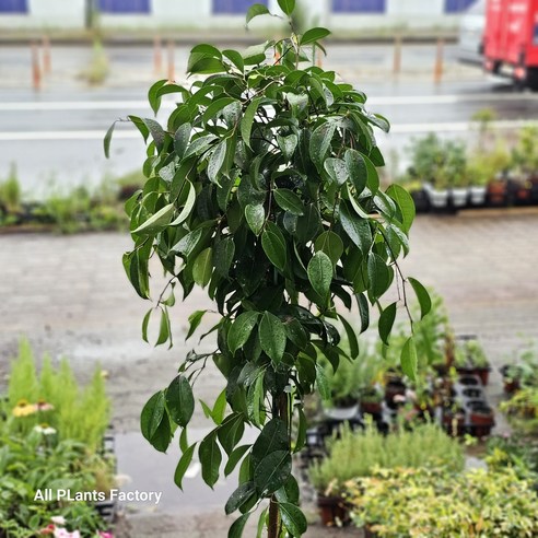 킹벤자민 대만킹, 공간에 생기를 불어넣는 예술